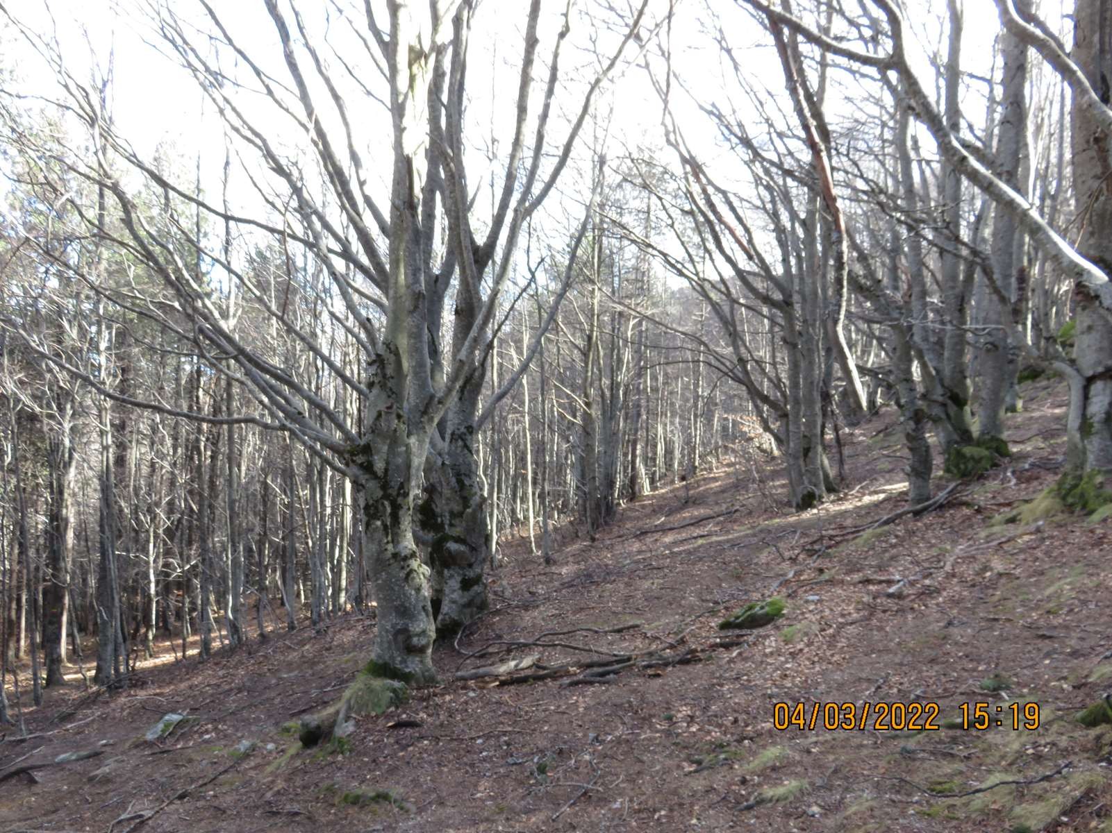 Copie 0 img 3028