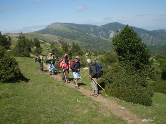 Au milieu des houx taillés par le vent