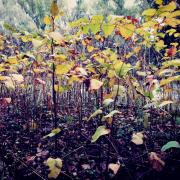 IMG_20191115_171212