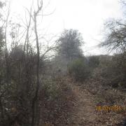 Img 6851