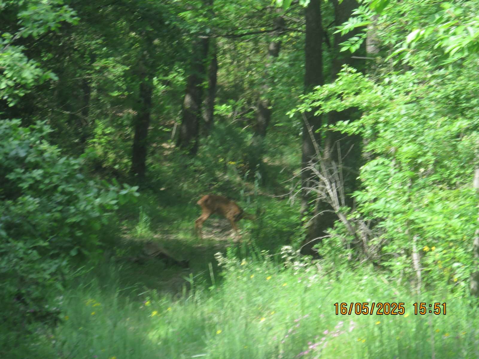 Img 7178